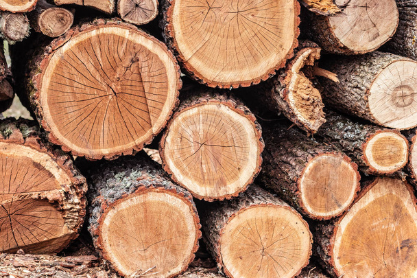 Door de houtkapindustrie gekapte boomstammen van naaldbomen - Foto, afbeelding