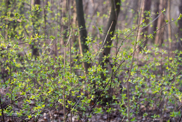 first spring small leaves on twigs in forest - Foto, Imagem