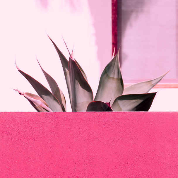Aloe on a pink. Plant lovers. Minimal fashion design - Фото, зображення