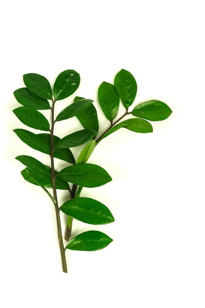 plants with green leaves on white background - Zdjęcie, obraz
