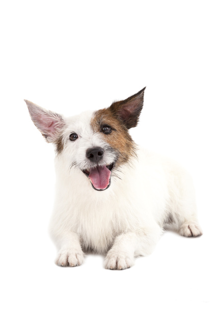 Jack Russel terriër hond - Foto, afbeelding