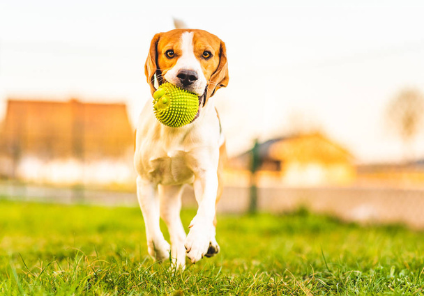 Beagle kutya fut a kertben felé a kamera zöld labdát. - Fotó, kép