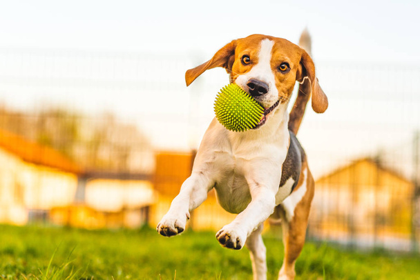 Beagle chien court dans le jardin vers la caméra avec boule verte. - Photo, image