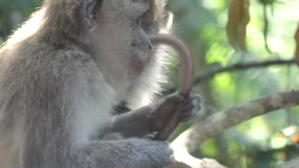 Monkeys on a tree - Séquence, vidéo