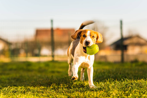 Beagle-Hund läuft im Garten mit grünem Ball auf Kamera zu. - Foto, Bild