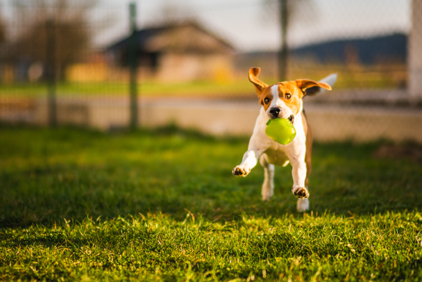 Бігль собака біжить в саду до камери з зеленим м'ячем
. - Фото, зображення