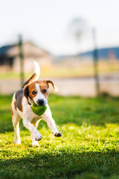 Beagle dog runs in garden towards the camera with green ball. - Photo, Image