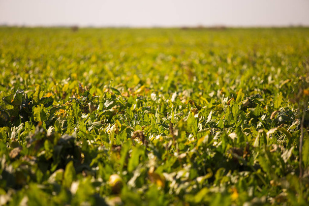Vista del campo de remolacha azucarera al horizonte. Tema es orginico y agrario
 - Foto, Imagen