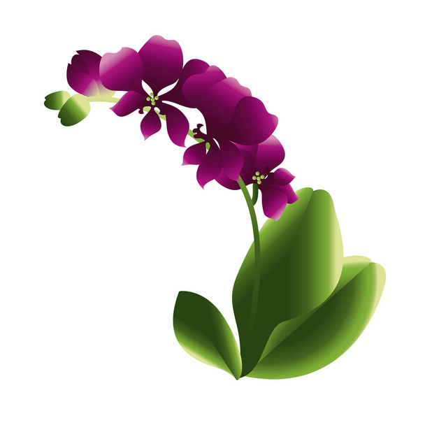 Virágzó orchidea virág gradiens, illusztráció - Vektor, kép