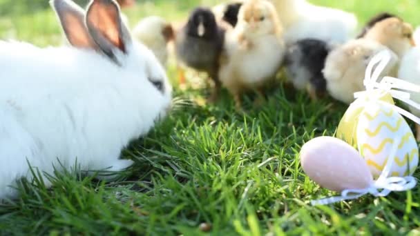Close up newborn chickens and easter bunny in warm tone on the grass field on green background. - Video, Çekim