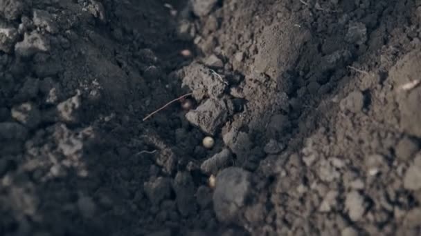 農家の女性が有機性菜園でタマネギの播種の手. - 映像、動画