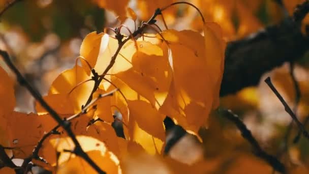 Oddział z upadłych żółty liść w lesie jesienią - Materiał filmowy, wideo