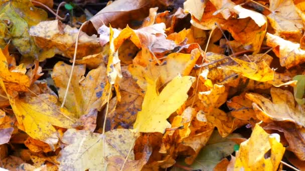 Bukott sárga őszi levelek nézet közelről - Felvétel, videó