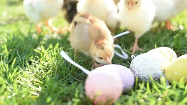 Close up newborn chickens in warm tone and beak on the grass field on green background. - Footage, Video
