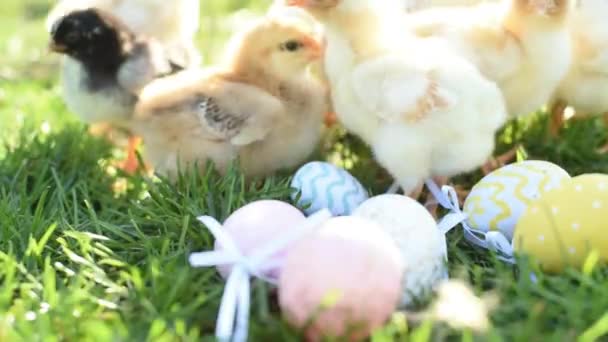 Close up newborn chickens in warm tone and beak on the grass field on green background. - Video, Çekim