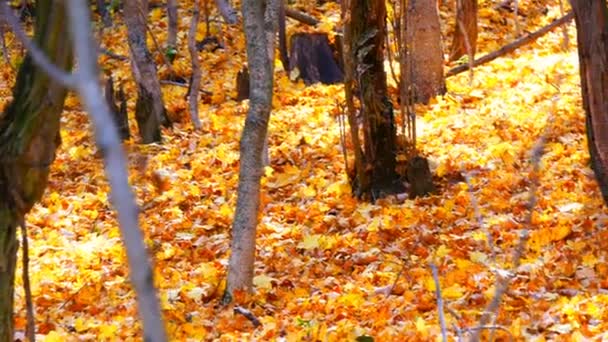 Hermoso bosque misterioso con follaje amarillo acostado en el suelo
 - Metraje, vídeo