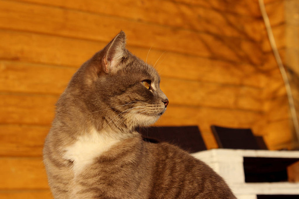 Rajattu laukaus kissa istuu yli puinen tausta. Tabby Cat ulkona. Lemmikkieläimet, Eläinten käsite
. - Valokuva, kuva