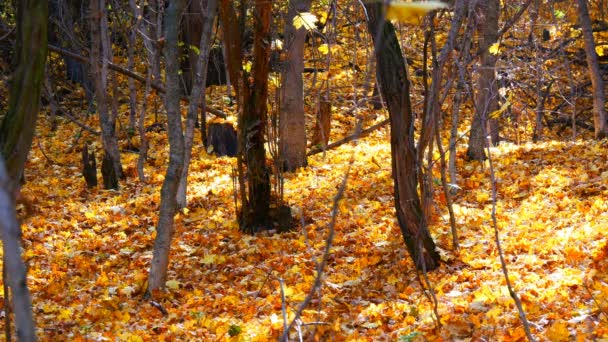 Beautiful mysterious forest with yellow foliage lying on a ground - Footage, Video