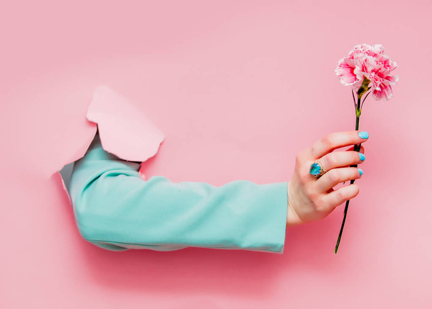 Vrouwelijke hand in klassieke blauwe jas met carnation bloem kijkt uit van roze achtergrond - Foto, afbeelding