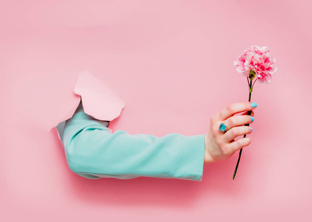 Female hand in classic blue jacket with carnation flower looks out from pink background - Foto, afbeelding