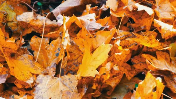 地面に横たわっている美しい神秘的な森黄色の葉 - 映像、動画