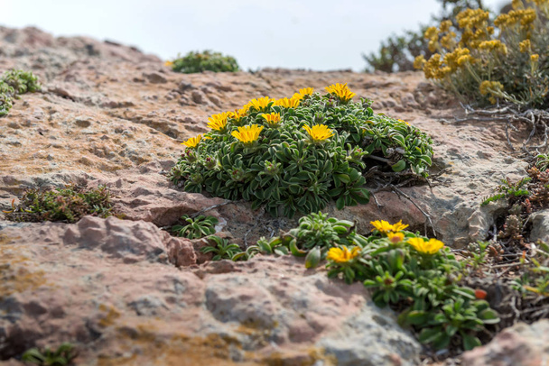 国立公園・ デ ・ Calblanque の野生の花。ムルシアの地域。スペイン. - 写真・画像