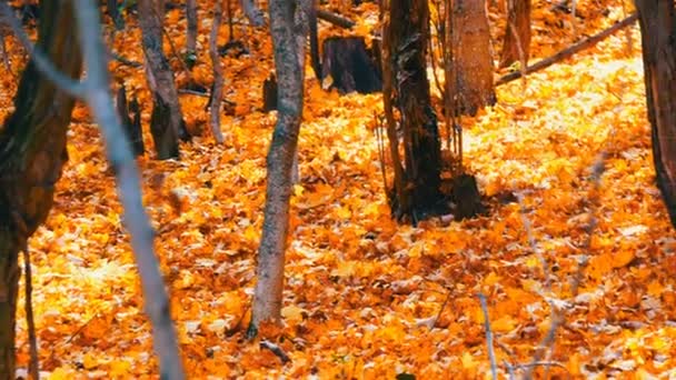 Nádherný tajemný les žlutý listí, ležící na zemi - Záběry, video