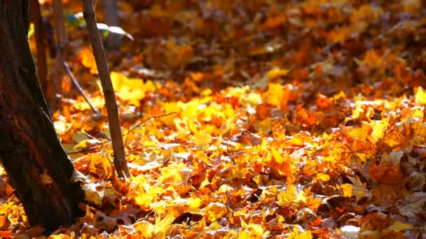 Gelbes Herbstlaub im schönen Wald - Filmmaterial, Video