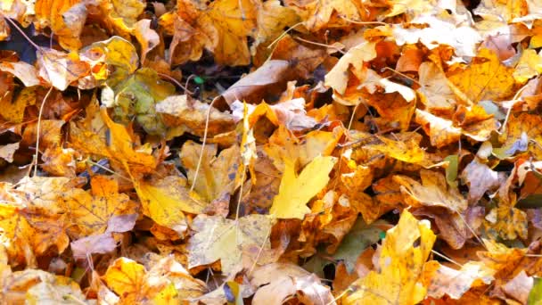 Gele herfst gebladerte in mooi bos - Video