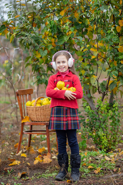 Cute girl collects quince from the tree. - Photo, Image