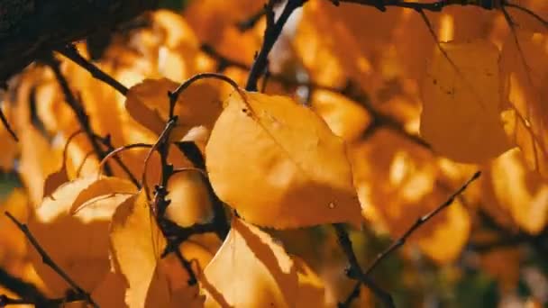 Branch with a fallen yellow leaf in the autumn forest - Footage, Video