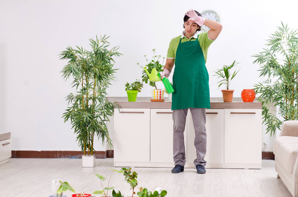 Молодой садовник с растениями в помещении  - Фото, изображение