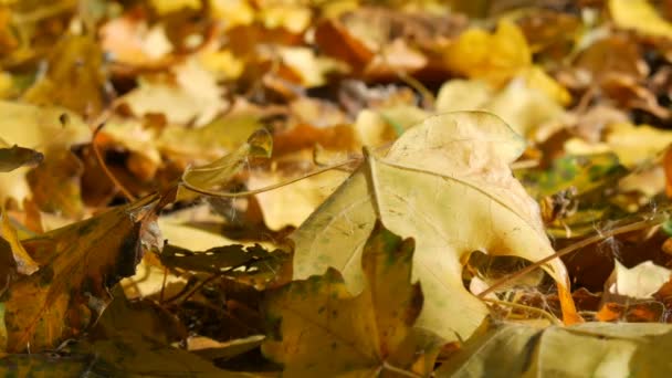 Piękny tajemniczy las żółte liście leżące i opadają na ziemię - Materiał filmowy, wideo