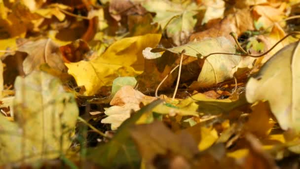 Padlé žluté podzimní listí zblízka pohled - Záběry, video