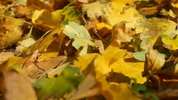 Gele herfstbladeren gevallen close-up weergave - Video
