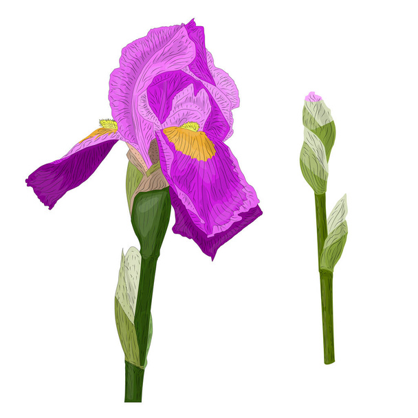 Imagen vectorial de flor de iris con tallo verde y brote sin soplar. Aislado sobre fondo blanco. Elementos para el diseño de la tela. papel pintado, impresión
. - Vector, Imagen