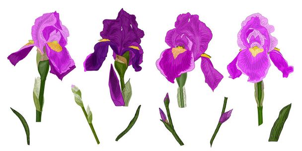 Un conjunto de flores iris color púrpura, hojas verdes, brotes en el tallo. Elementos para adornos botánicos. Para el diseño de la tela, impresión, papel pintado. Aislado sobre fondo blanco
. - Vector, Imagen