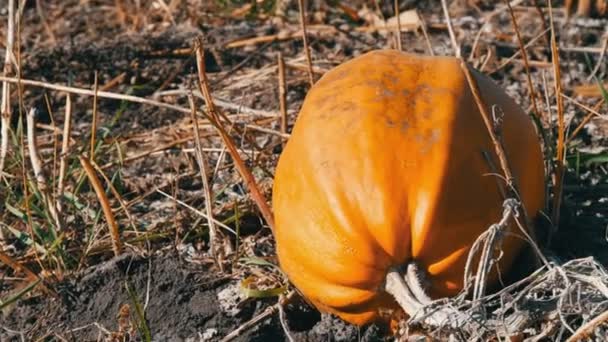 Ripe pumpkin on a field in autumn - Footage, Video