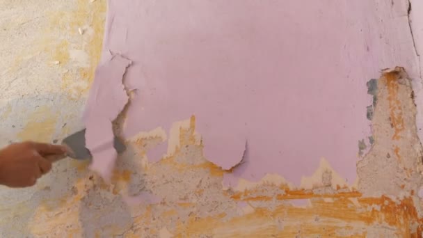Decrépito fondo de pantalla de color rosa en una pared, reparación del hogar. Hombre pelando viejo fondo de pantalla con espátula especial
. - Metraje, vídeo