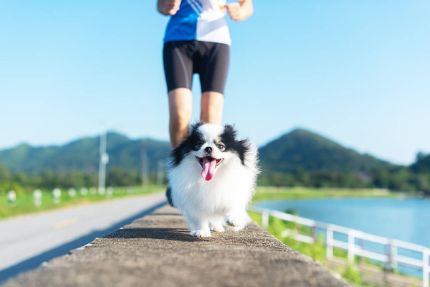 happy puppy dog exercise running together on the lane floor in the Morning light  - 写真・画像