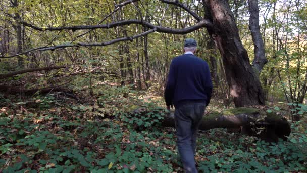 Man passes under unusual tree and leaves in forest  - Filmmaterial, Video