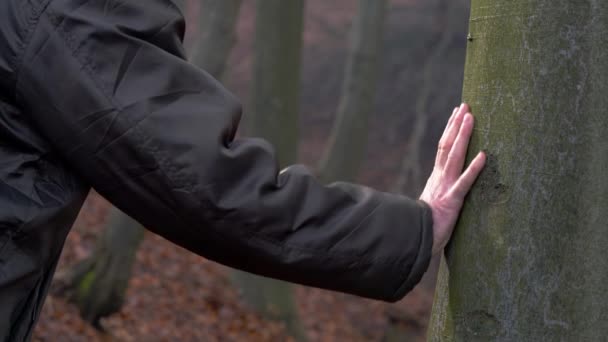 Mężczyzna dotyka drzewa i pozostawiając w lesie - Materiał filmowy, wideo