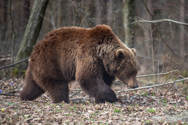 Iso ruskea karhu metsässä
 - Valokuva, kuva