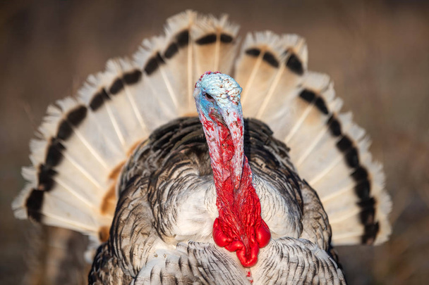 Turkey cock on grass at village courtyard - Photo, Image