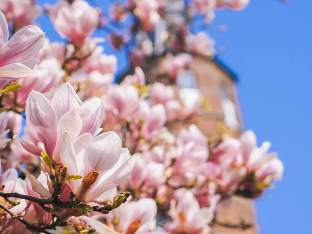 Ancienne tour avec fleur de magnolias à Groningue au printemps. Beau.
 - Photo, image