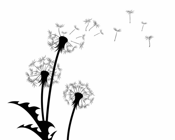 Květina polní pampelišky s letícími semeny. - Vektor, obrázek