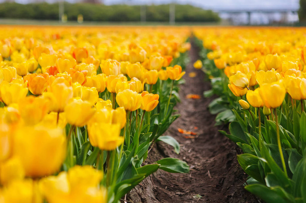 Beautiful field with yellow tulips in the Netherlands in spring  - Zdjęcie, obraz