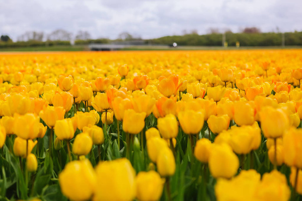 Hermoso campo con tulipanes amarillos en los Países Bajos en primavera
. - Foto, imagen