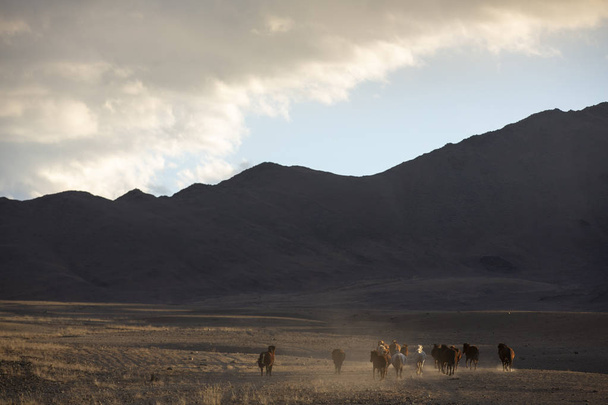 bir manzara Batı Moğolistan vahşi przewalskii atları - Fotoğraf, Görsel
