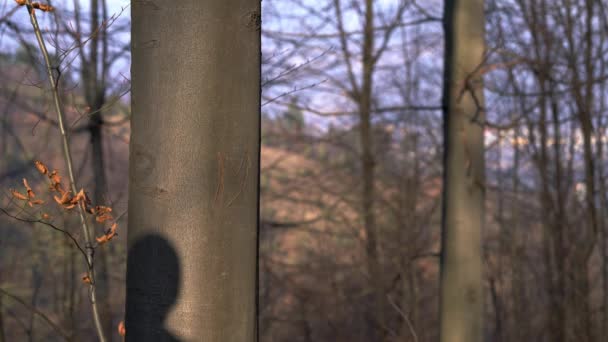 Schatten eines Mannes auf einem Baum - Filmmaterial, Video